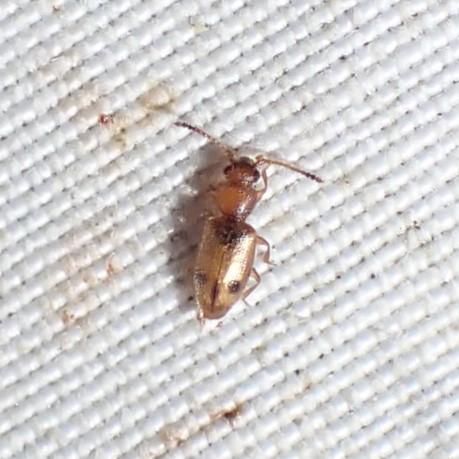 Réf. 348 804 : Psammoecus bipunctatus